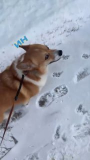 В Чебоксарах корги отпраздновали Новый год