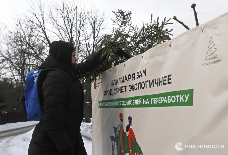 Штрафы за неправильную утилизацию новогодних елок