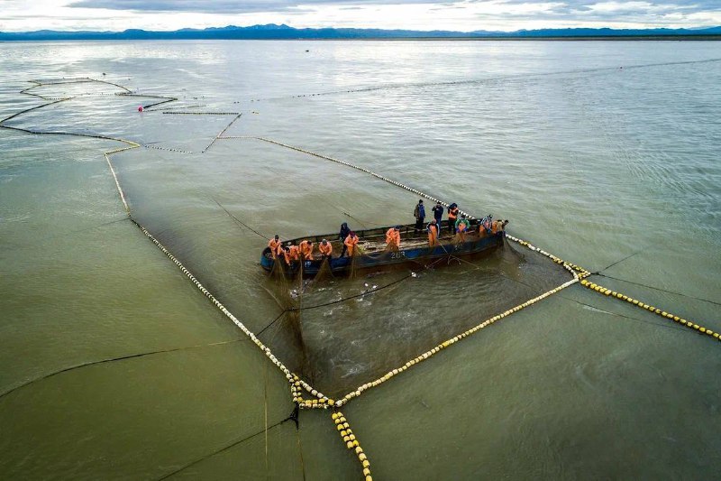 Россия сохраняет лидерство в добыче лосося