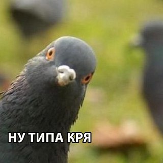 В Испании ресторан подавал голубей вместо утки