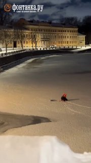 В Петербурге спасли чайку с переломанным крылом