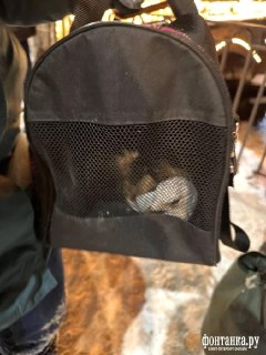 Иллюстрация 2