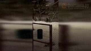 Кабаны терроризируют жителей северного Петербурга