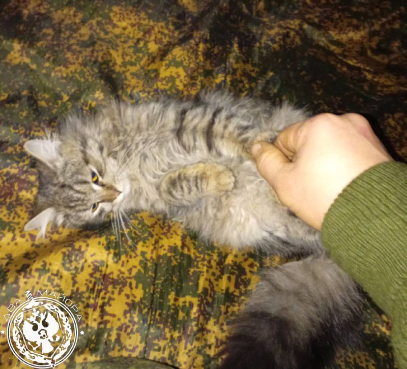 Фронтовые котики и быт солдат