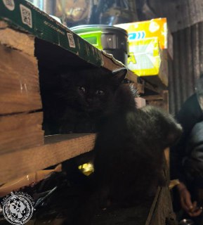 Иллюстрация 6