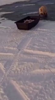 Лиса пыталась украсть рыбу у рыбака