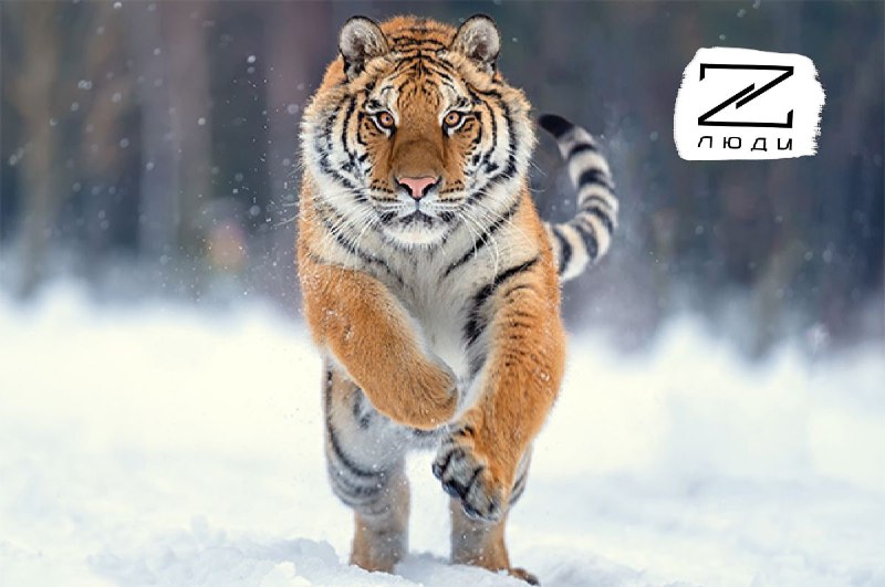 Иллюстрация 1