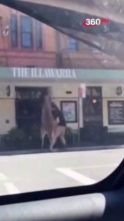 Кенгуру повалил мужчину в австралийском городе