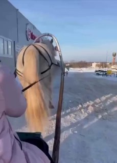 В Перми лошадь травмировала ребенка во время катания на повозке