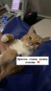 Сбор средств на лечение Ириски