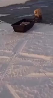 В районе Астаны орудуют «ОПГ» пушистых грабителей